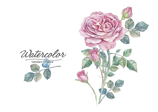 手绘水彩英国玫瑰花卉插画 Hand drawn watercolor english roses插图2
