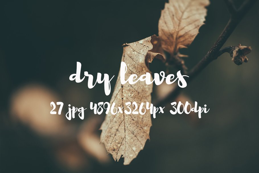 枯叶落叶高清照片素材 Dry leaves photo pack插图(6)