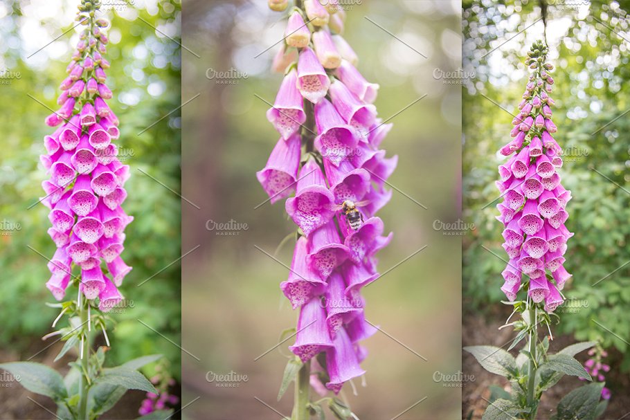 风铃草花卉高清照片合集 Bellflower – Flower Bundle!插图(2)