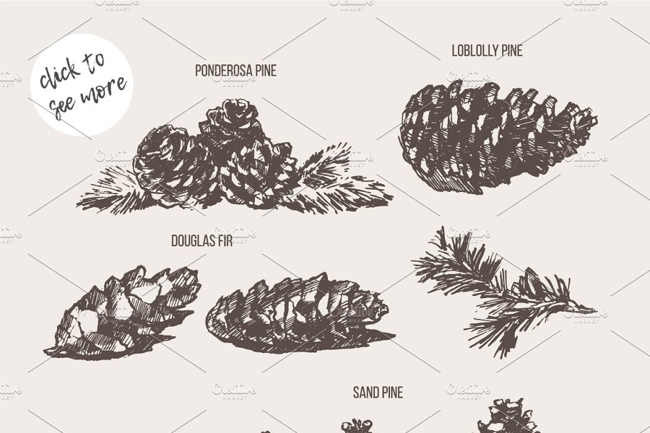 松树素描剪贴画 Sketches of pine cones插图(1)