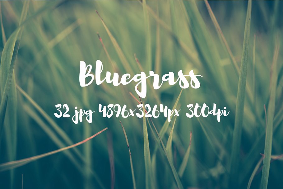 高清绿草照片素材合集 Bluegrass photo pack插图(6)