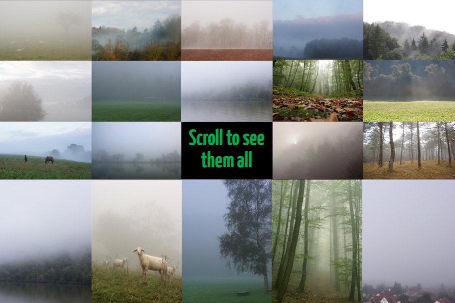 迷雾森林高清照片素材 Foggy Forest Photo Pack插图(1)