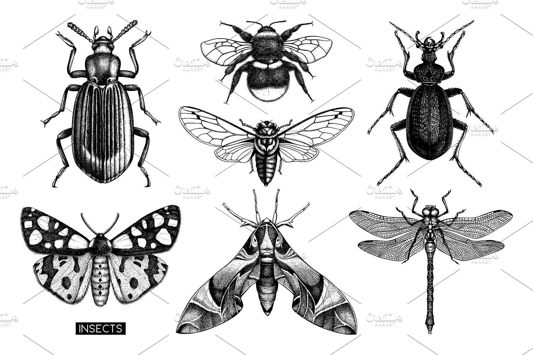 昆虫矢量插图集 Vector Insects Illustrations Set插图1