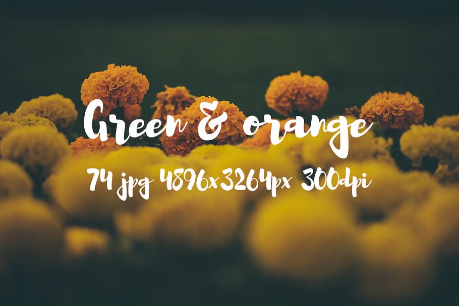 橙黄色花卉高清照片素材 Green and orange photo bundle插图(7)