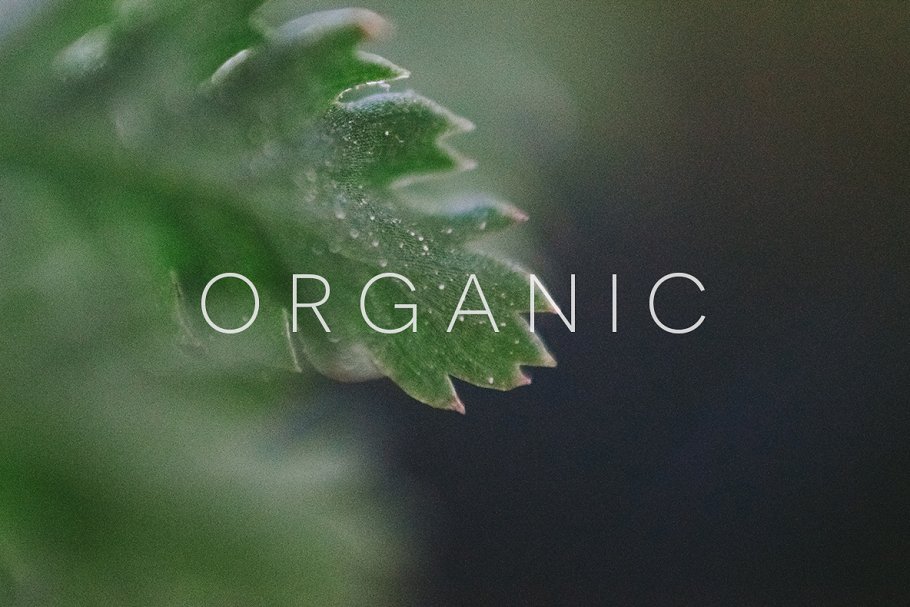20张高清分辨率花卉植物特写镜头照片 Organic插图9