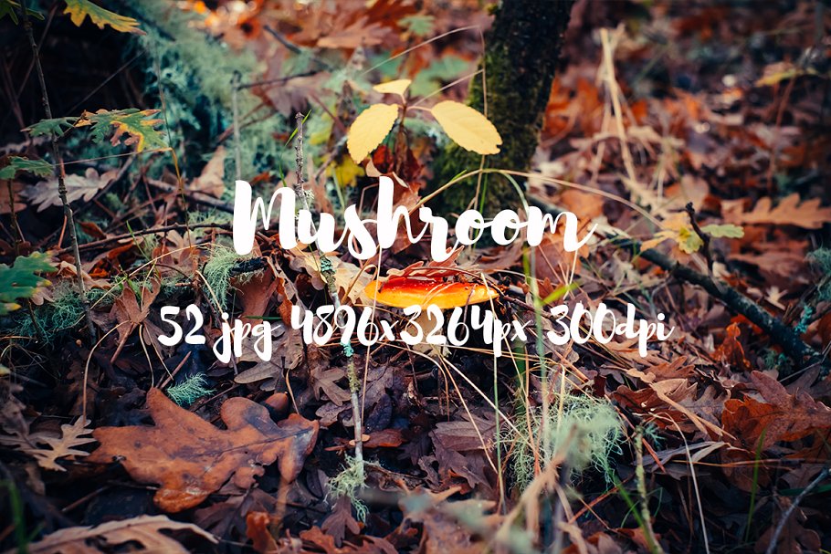 丛林野蘑菇高清照片素材II Mushrooms photo pack II插图(19)
