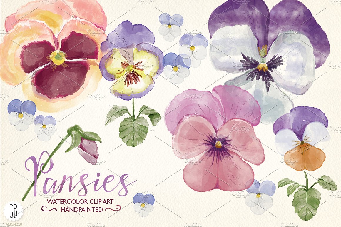 高品质的手绘花卉水彩图案 Watercolor hand painted pansies插图