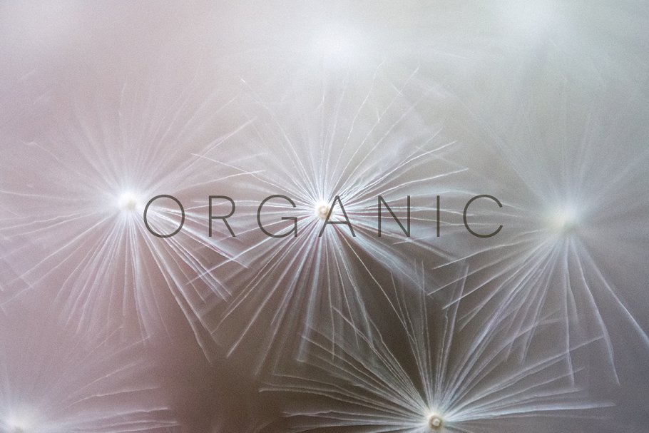 20张高清分辨率花卉植物特写镜头照片 Organic插图11