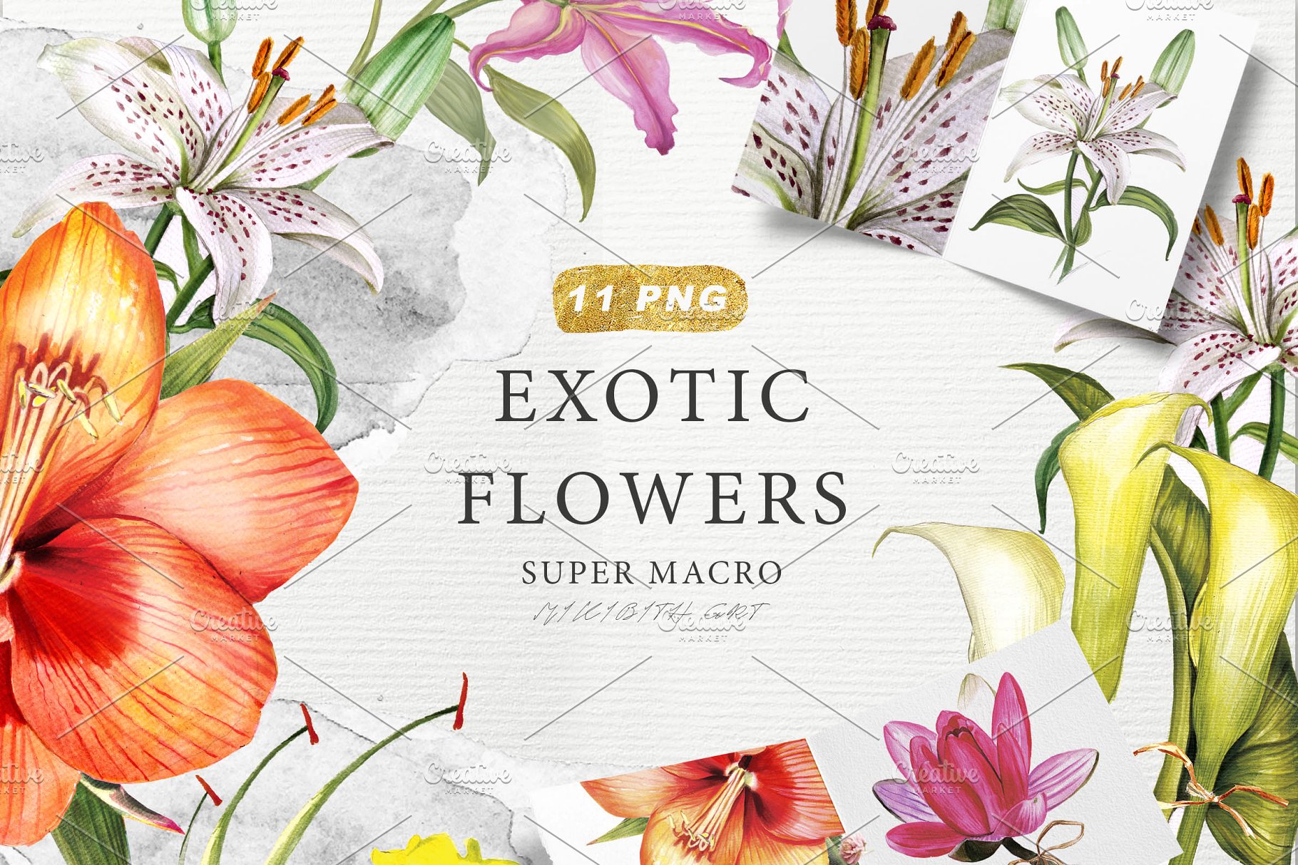 异国花卉水彩插画收藏集 EXOTIC FLOWERS collection插图(9)