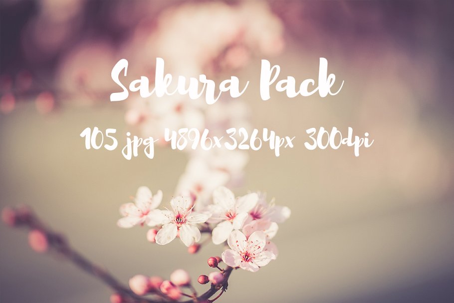 樱花特写高清照片合集 Sakura photo Pack插图17