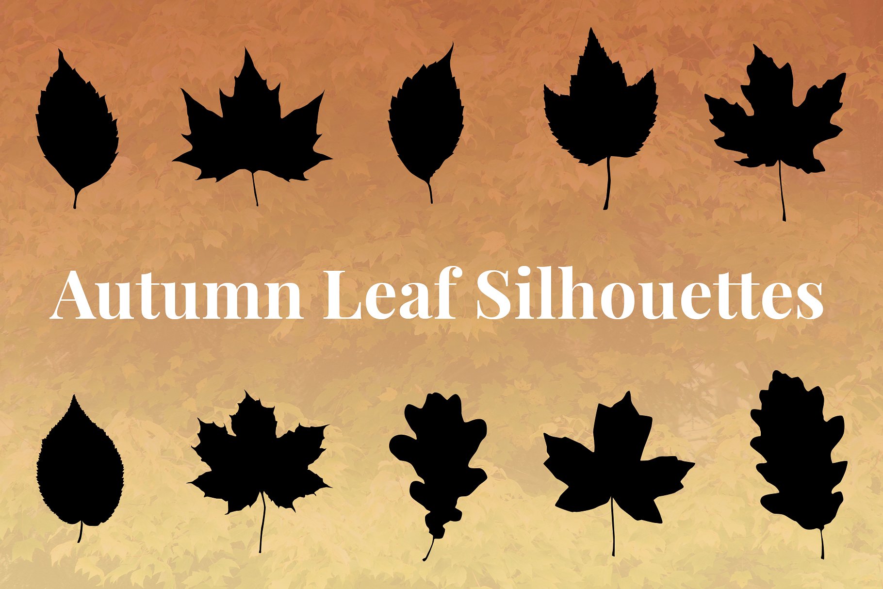 秋天落叶矢量图形 Autumn Leaf Silhouettes + Bonus插图