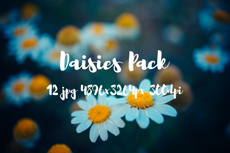 野花花卉特写镜头高清照片素材 Daisies Pack photo pack插图(1)