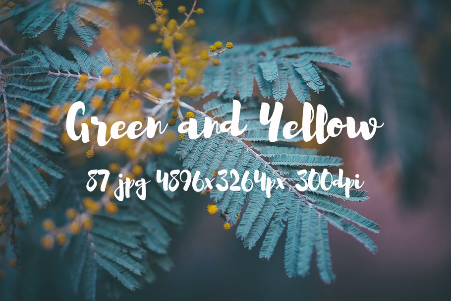 绿色和黄色植物花卉摄影照片集 Green and yellow photo pack插图24
