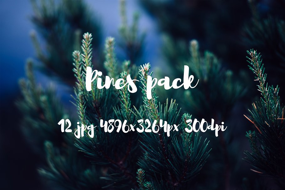高清松树林照片素材包 Pines photo pack插图(3)