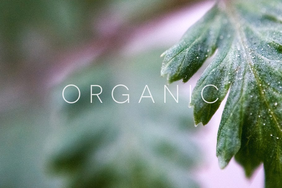 20张高清分辨率花卉植物特写镜头照片 Organic插图14