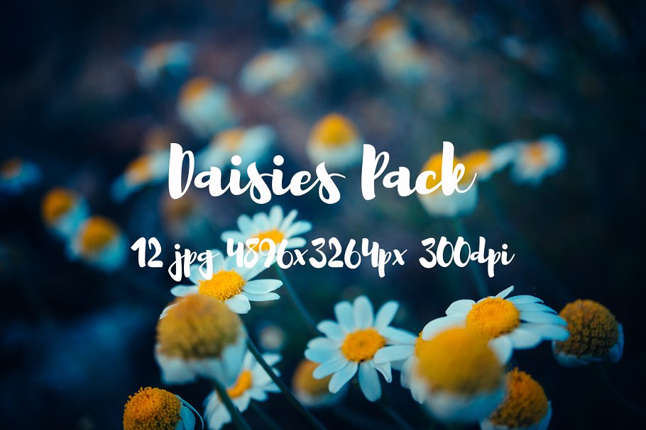 野花花卉特写镜头高清照片素材 Daisies Pack photo pack插图(7)