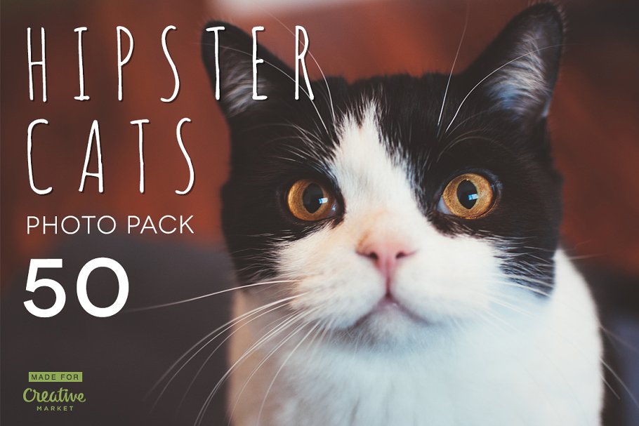 各种宠物猫特写镜头高清照片素材 Hipster Cats Photo Pack插图