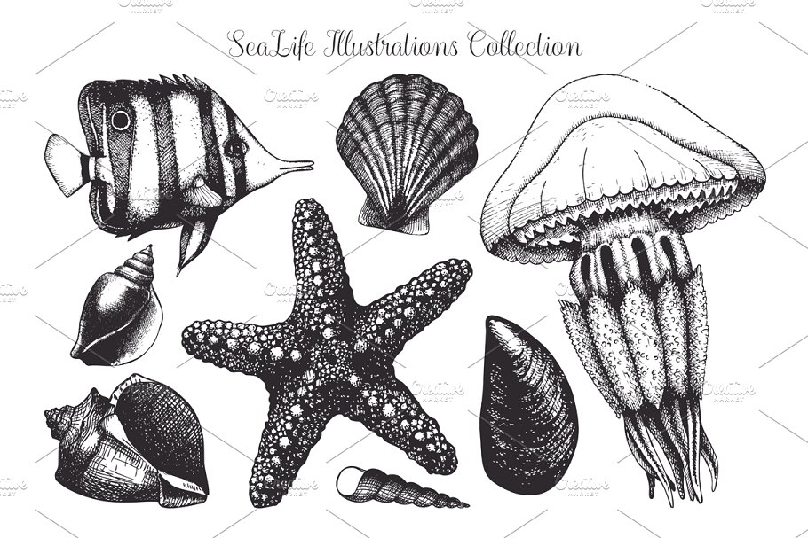 复古墨水手绘海洋生物插图 Vintage Sea Designs & Patterns插图(2)