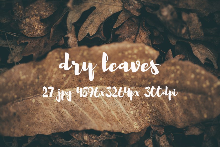 枯叶落叶高清照片素材 Dry leaves photo pack插图(4)