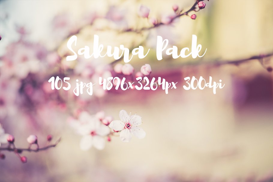 樱花特写高清照片合集 Sakura photo Pack插图10