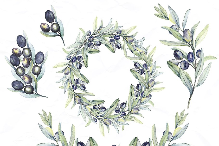 水彩植物橄榄枝插画 Watercolor botanic olive branch插图1