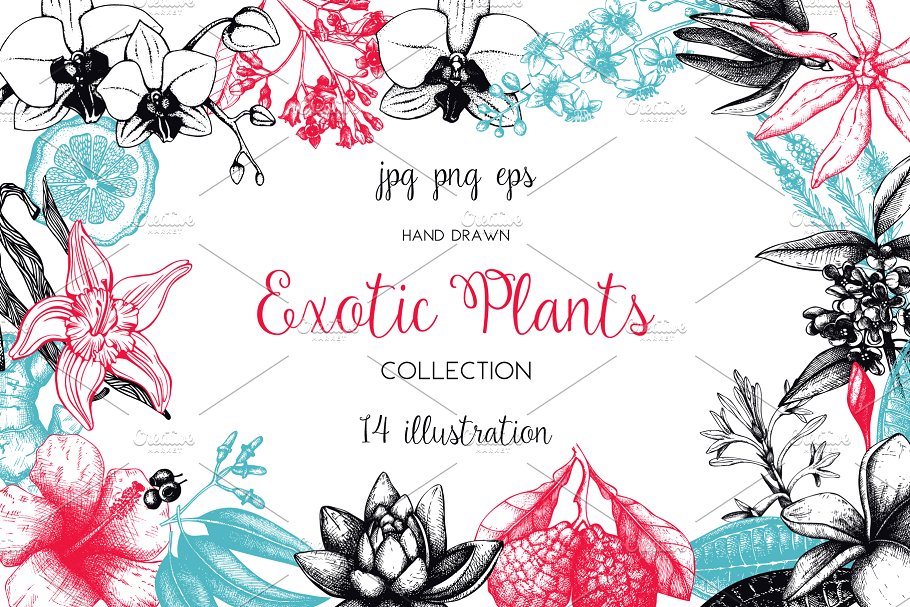 复古风奇花异草设计素材集 Vinatge Exotic Plants & Flowers Set插图