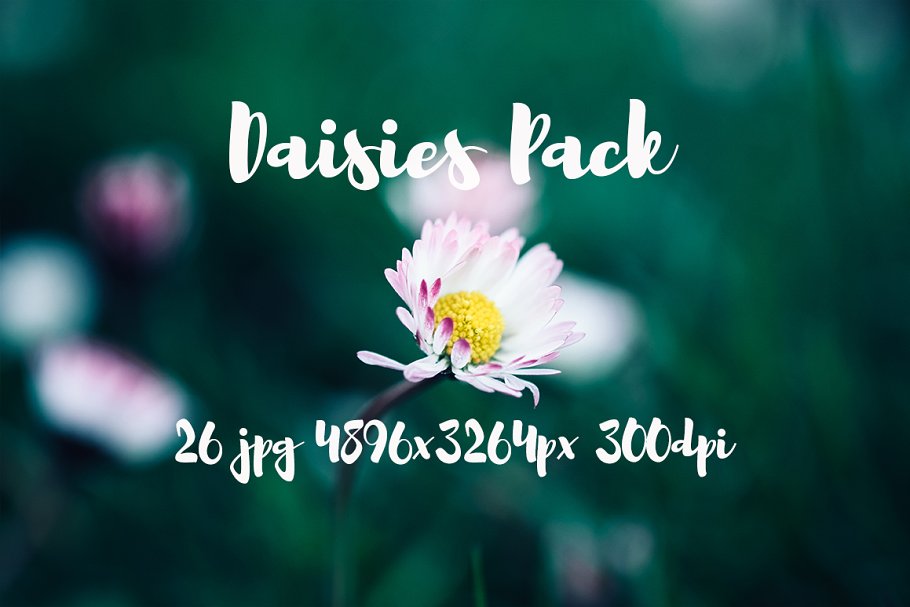 雏菊特写镜头高清照片素材 Daisies photo Pack插图(5)