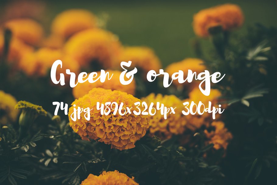 橙黄色花卉高清照片素材 Green and orange photo bundle插图(19)