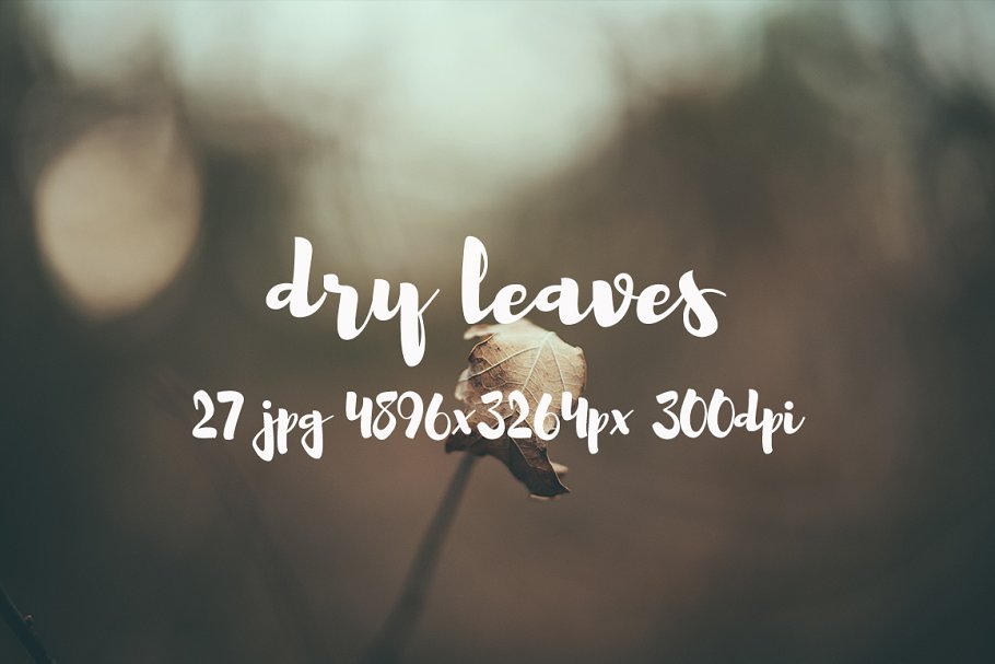 枯叶落叶高清照片素材 Dry leaves photo pack插图(3)