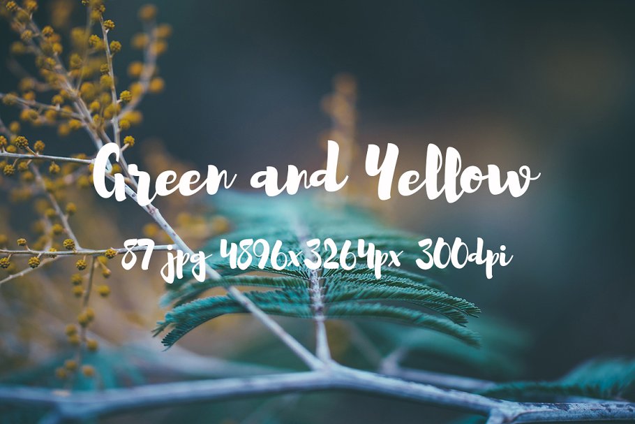 绿色和黄色植物花卉摄影照片集 Green and yellow photo pack插图(23)