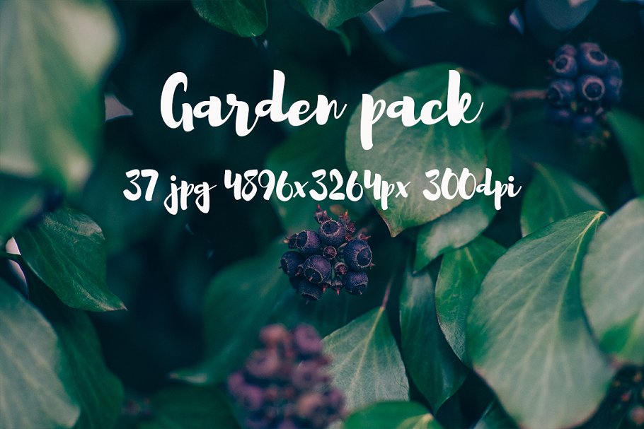 花园花卉植物高清照片素材 Garden photo Pack III插图(8)
