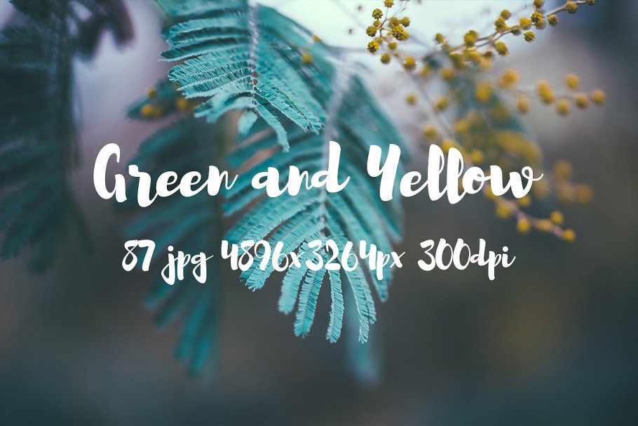 绿色和黄色植物花卉摄影照片集 Green and yellow photo pack插图20