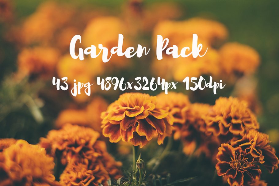 花园植物花卉高清照片合集 Garden photo Pack插图7