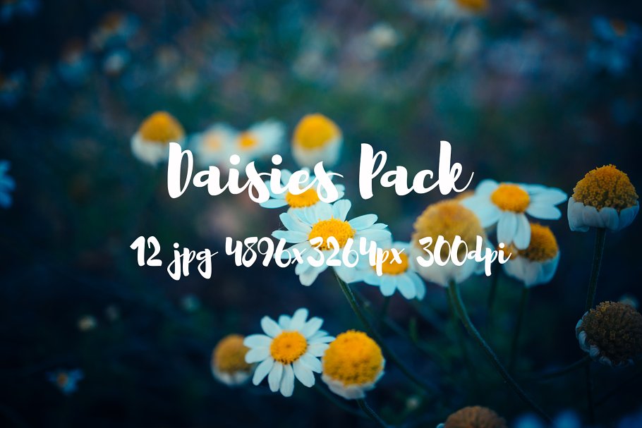 野花花卉特写镜头高清照片素材 Daisies Pack photo pack插图(6)