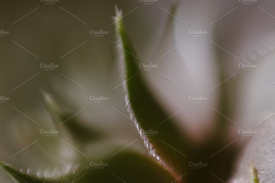 植物花卉特写镜头高清照片素材 Organic 2插图8