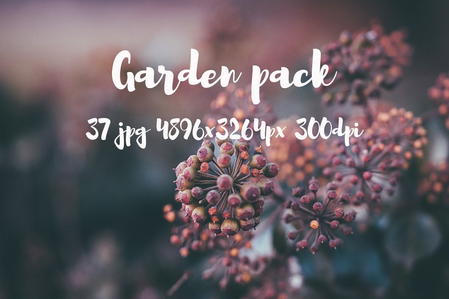花园花卉植物高清照片素材 Garden photo Pack III插图3