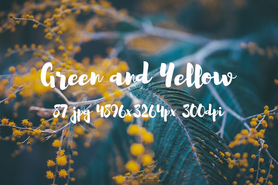 绿色和黄色植物花卉摄影照片集 Green and yellow photo pack插图10