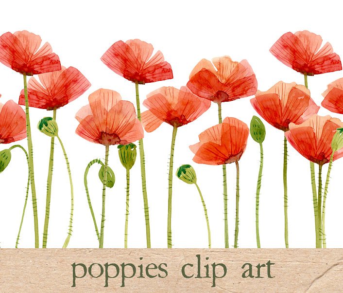 15款邪恶之花罂粟花水彩画 Watercolor Flowers, Poppies插图