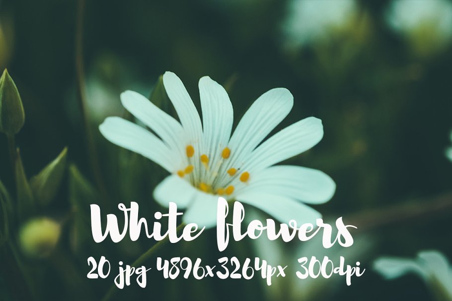 白色花卉高清照片素材合集 White flowers photo pack插图8