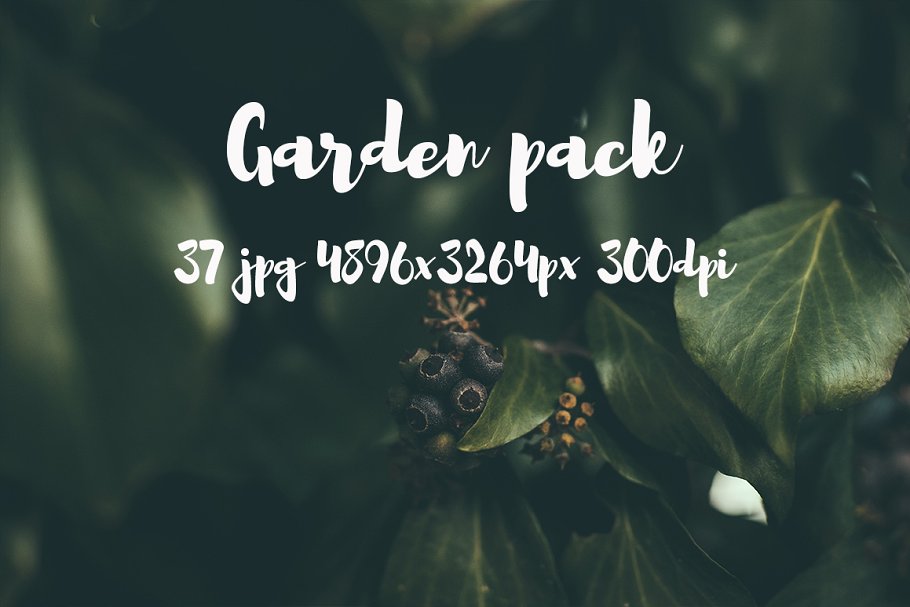 花园花卉植物高清照片素材 Garden photo Pack III插图(1)