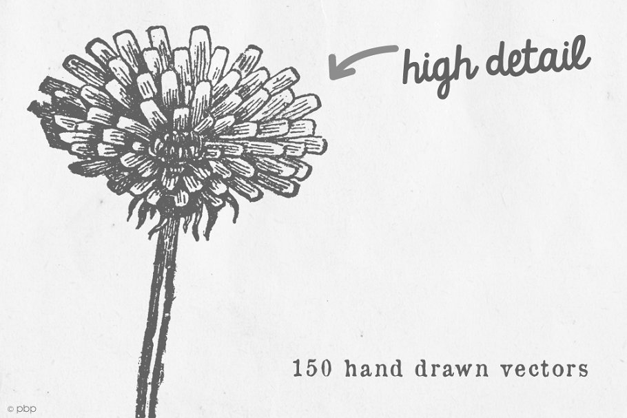 复古手绘动植物水彩插图 Vintage Vector Illustrations插图(2)