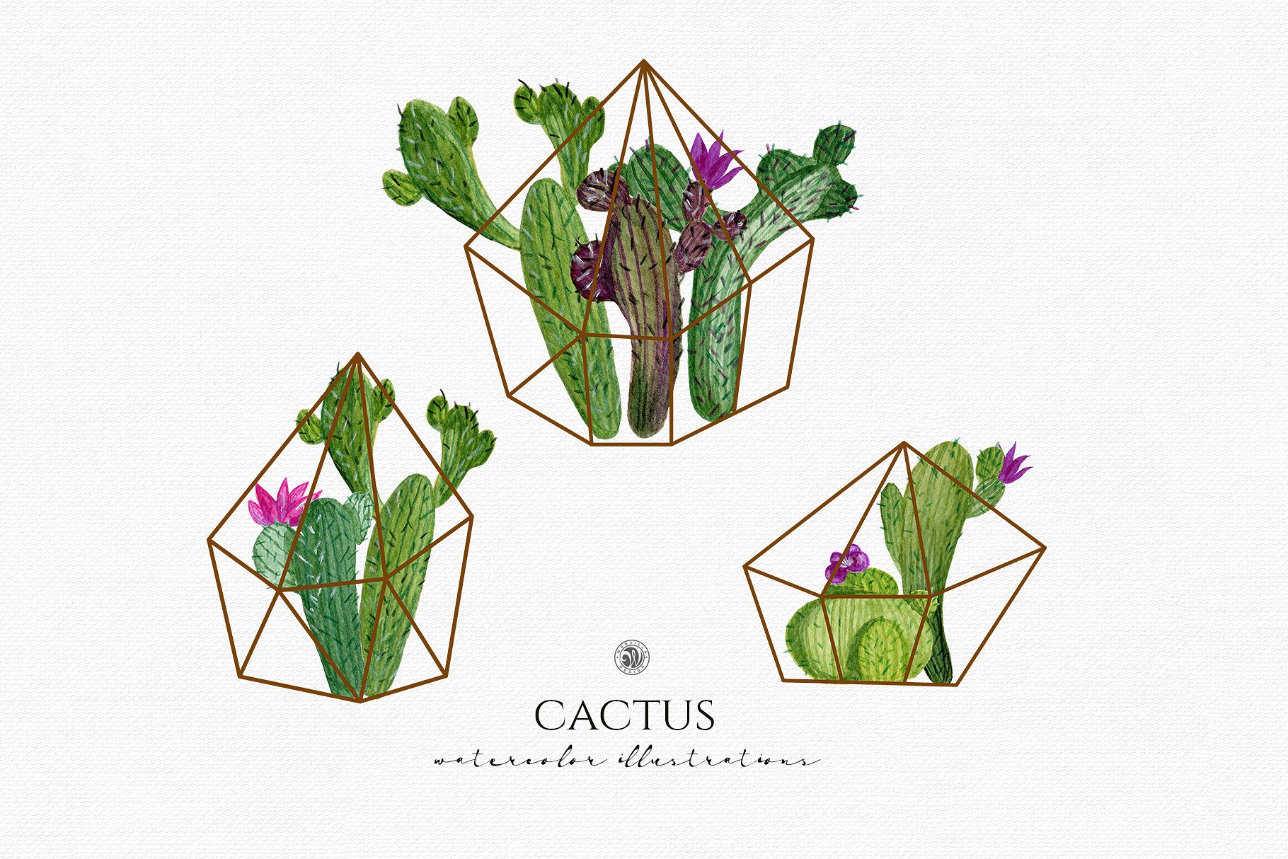 水彩仙人掌插图合集 Cactus watercolor illustrations插图(2)