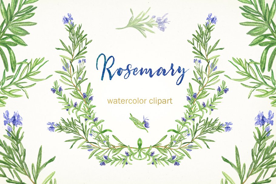 浪漫水彩手绘迷迭香剪贴画合集 Rosemary. Watercolor clip art.插图(3)