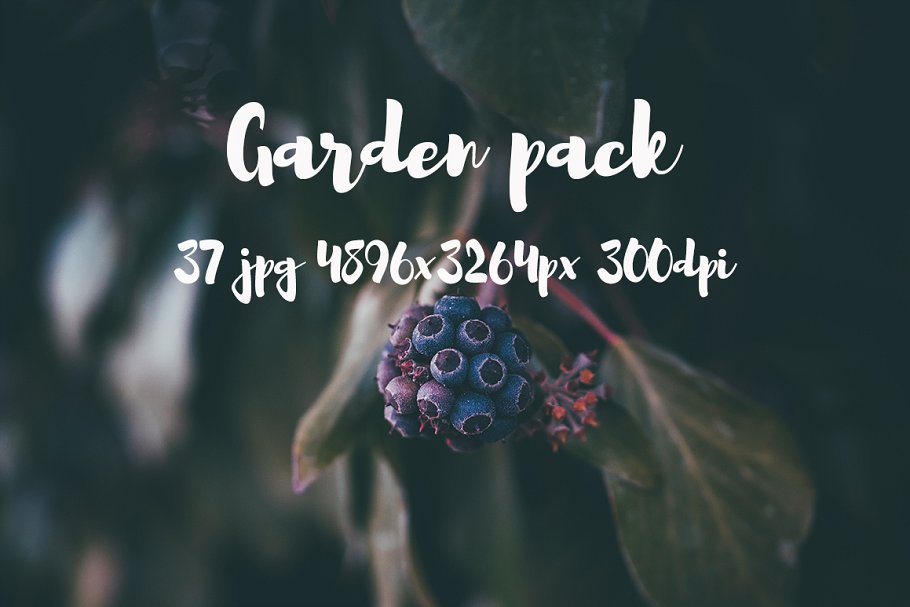 花园花卉植物高清照片素材 Garden photo Pack III插图(16)