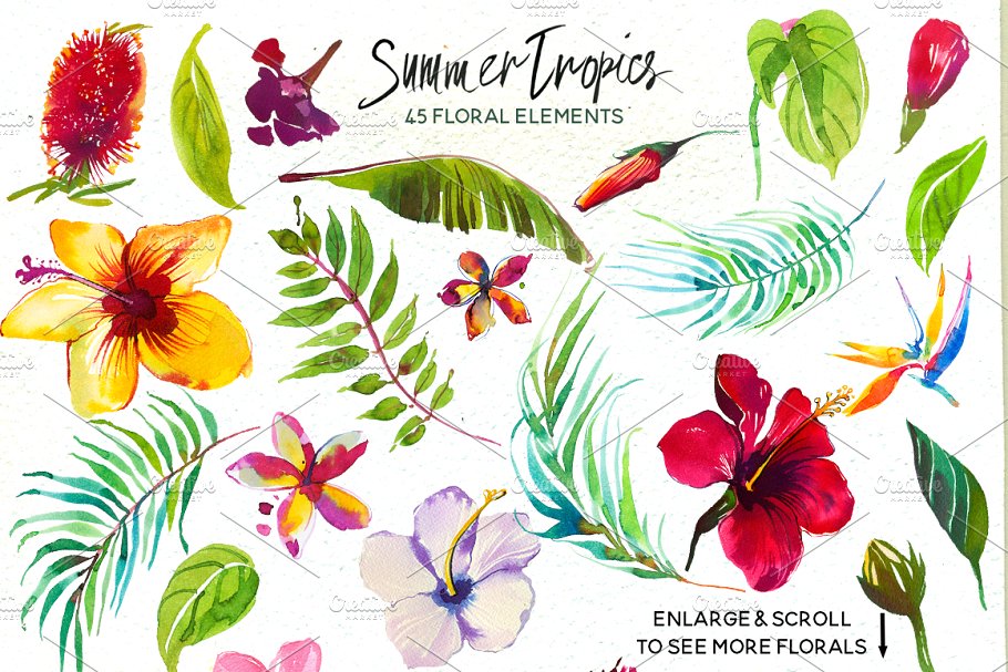 热带水彩花卉超级素材包[1.92GB] Tropic Watercolor Flowers & Animals插图8