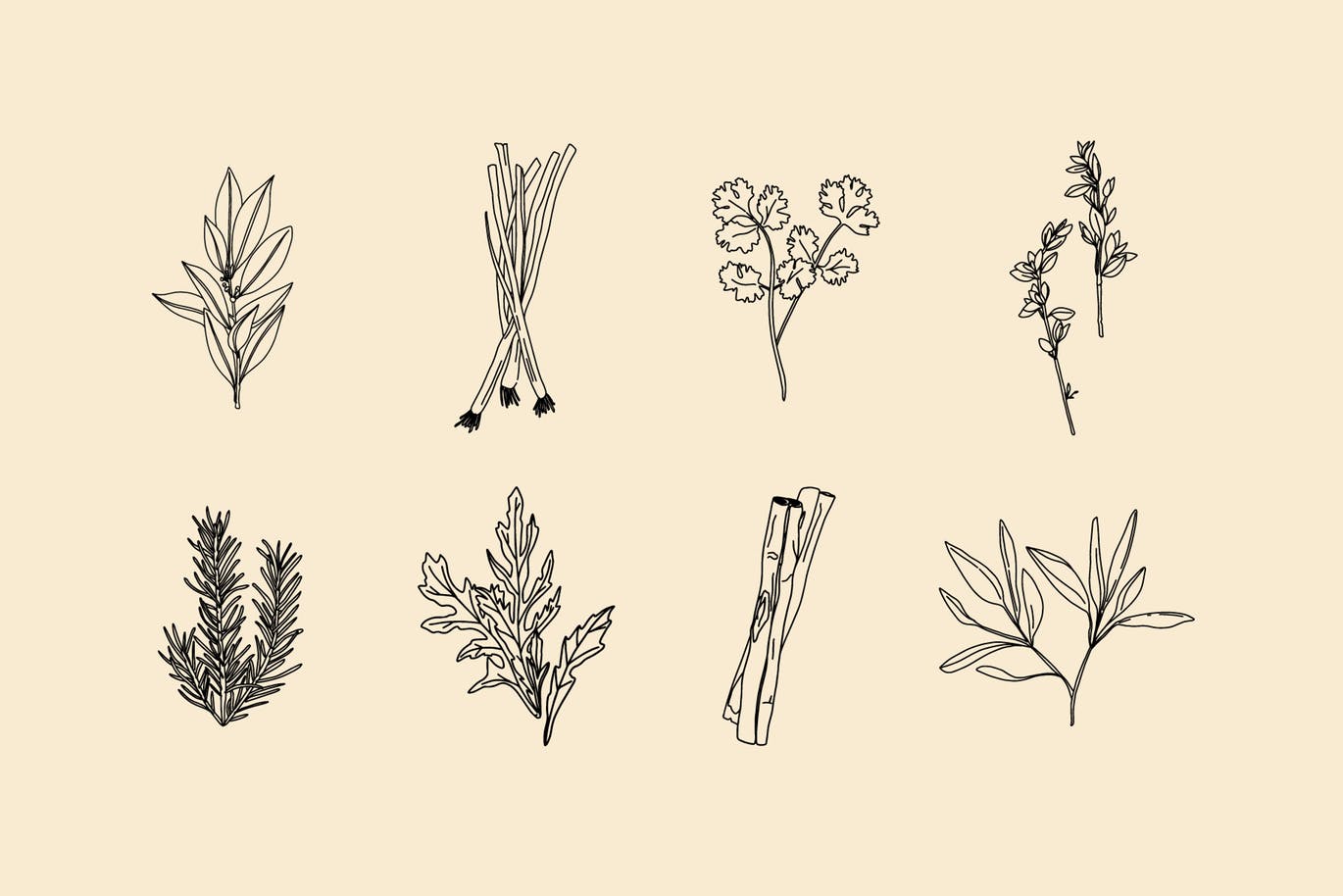 20+草药和香料手绘图案设计素材 Hand Drawn Herbs & Spices插图(5)