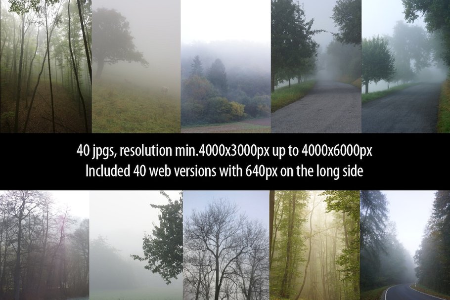 迷雾森林高清照片素材 Foggy Forest Photo Pack插图(2)