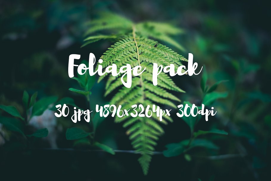 高清蕨类植物照片素材 Foliage Photo Pack插图(4)