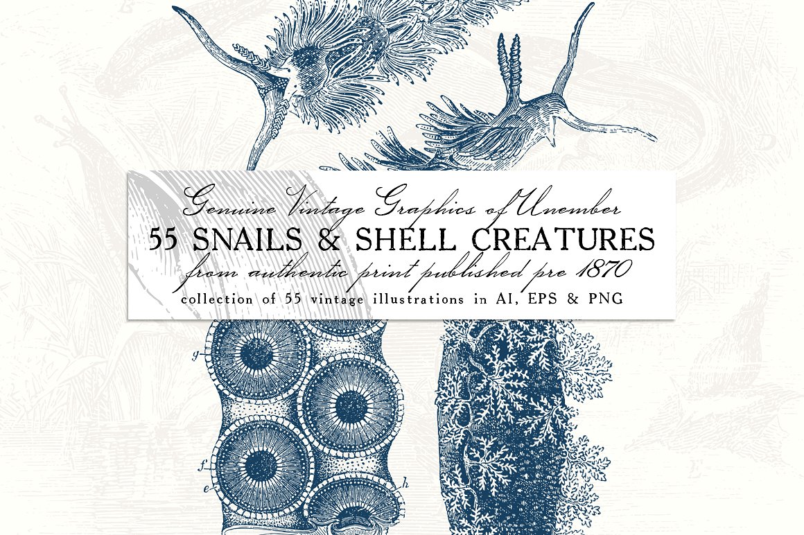 55款蜗牛和贝壳动物复古风插画 55 Snails and Shell Creatures Illus.插图