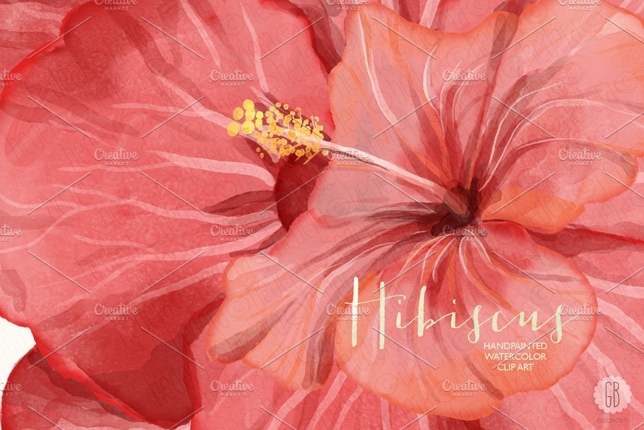 红芙蓉水彩剪切画 Watercolor red hibiscus tropical插图1